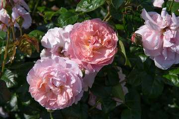 Naklejka premium Blooming salmon-pink English rose in the garden on a sunny day. Rose Strawberry Hill