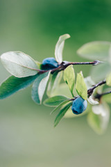 Honeysuckle blue berries with leaves isolated on nature green background