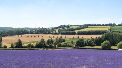 English Lavender fields in Kent 