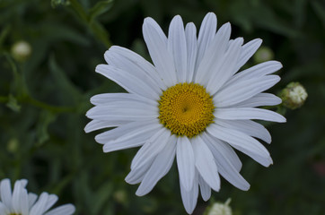 Fototapeta premium A solo white flower in the meadow of the park in the morning light.