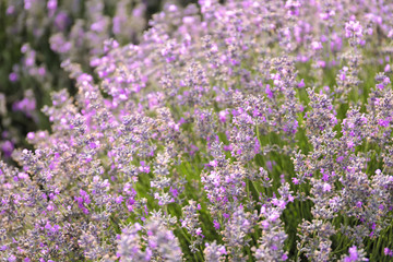 Naklejka premium Beautiful blooming lavender in field on summer day