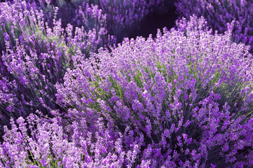 Beautiful blooming lavender in field on summer day - obrazy, fototapety, plakaty