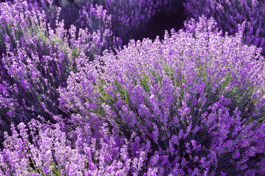 Beautiful blooming lavender in field on summer day