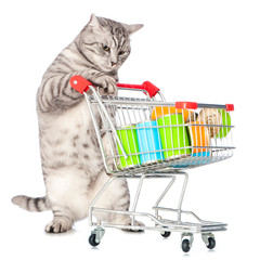 Getigerte Katze mit Einkaufswagen voller Futter