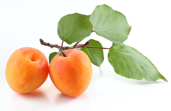 Ripe apricot on the branch and one apricot near isolated on white background.