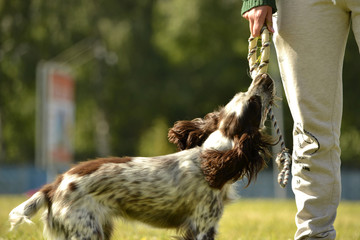 Russian hunting spaniel. Young energetic dog on a walk. Puppies education, cynology, intensive training of young dogs. Walking dogs in nature.