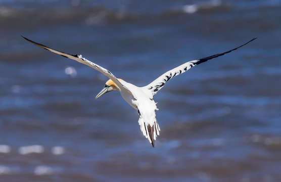 Ganet Suspended in Flight