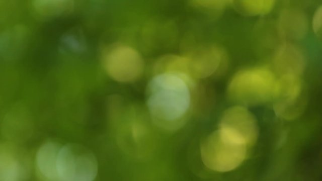 Colorful green, yellow and blue light bokeh nature background of out of focus fresh green leaves isolated at sky on summer sunny morning. Real time full hd video footage.