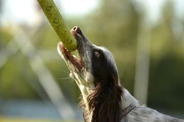 Russian hunting spaniel. Young energetic dog on a walk. Puppies education, cynology, intensive training of young dogs. Walking dogs in nature.