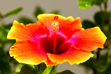 Fototapeta na wymiar Beautiful hibiscus flower