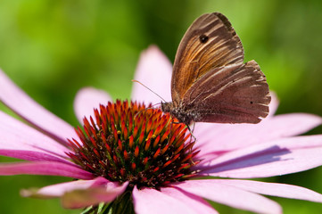 Großes Ochsenauge auf Echinacea Blüte