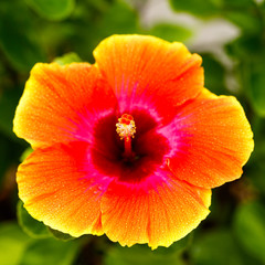 Beautiful hibiscus flower