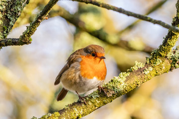 Sunny Robin