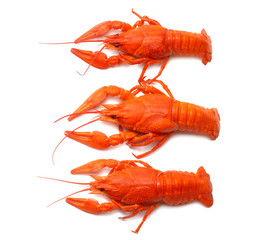 crawfish isolated on white background. Beer brewery concept. Beer background