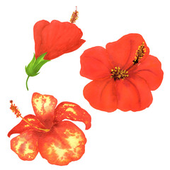 Hibiscus hand draw floral botanical graphic isolated watercolor