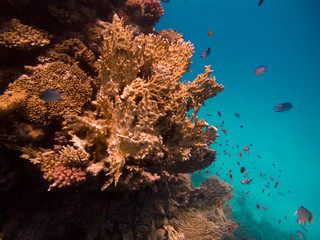 Fototapeta na wymiar Beautiful underwater world of the Red Sea in Egypt. Corals on the background of fish