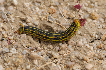 Sphinx Moth Caterpillar
