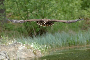 White tailed eagle in flight
