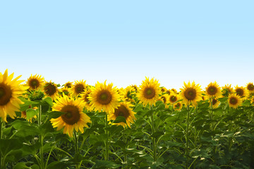 Fototapeta premium Field of yellow sunflowers on summer day