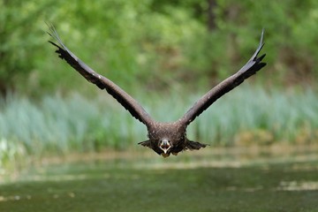 White tailed eagle in flight