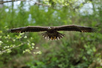 White tailed eagle in flight