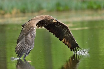 White tailed eagle in flight