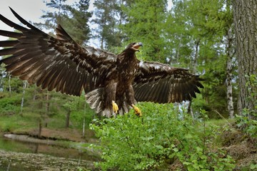White tailed eagle in flight