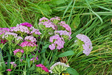 carnations multi-colored background red pink white close-up