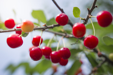Red cherries on a branch of a cherry tree.