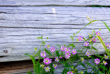 Fototapeta na wymiar Summer flowers at the old fence
