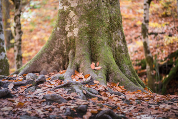 The big root of a tree in the ground in an autumn forest