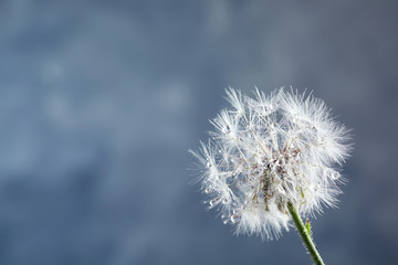 Fototapeta premium Beautiful dandelion flower with water drops on color background, closeup