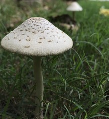 Mushroom 