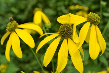 de zonnebloemen in bloei in de stadstuin