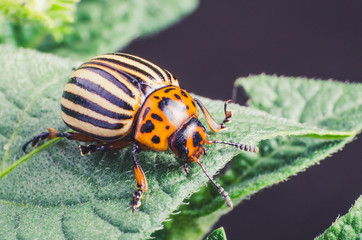 Colorado potato beetle eats potato leaves, close-up