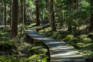 Naklejka premium wooden footpath boardwalk in the bog swamp area
