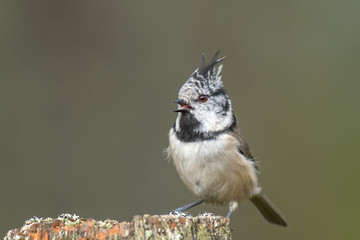 Crested tit sitting on a wooden stump