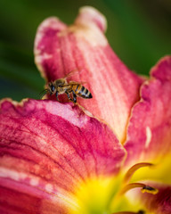 Bee on a  flower