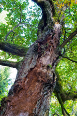 Branches and lush in Bialowieza woods, Poland