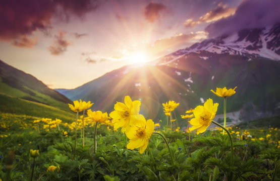 Vibrant mountain landscape with yellow flowers on foreground at sunset in Svaneti region of Georgia. Colorful sky over mountains and flowers on green meadow. Bright sunbeams over mountain. Sunrays.