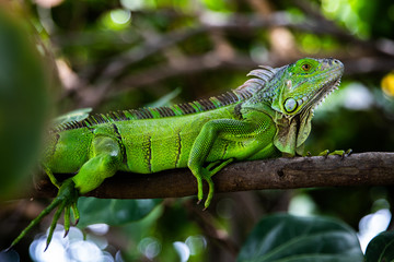 beauty lizard