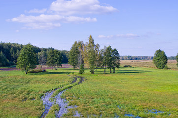 Swampy terrain in Bialowieza woods, Poland