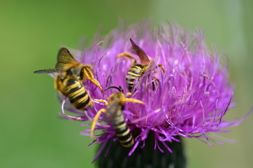 Wespen auf einer Distelblüte
