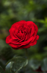 Beautiful valentine single red rose in full bloom against a lush green background in a traditional English garden