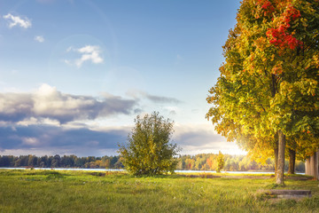 Amazing autumn landscape in colorful park in sunny evening. Colored trees and vanilla sky in october. Fall. Perfect day in fall park. Yellow leaves on tree in green meadow with warm sunlight