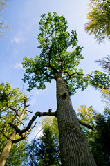 Branches and lush in Bialowieza woods, Poland
