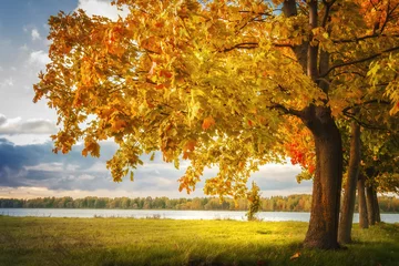 Abwaschbare Fototapete Herbst Herbstlandschaft. Erstaunliche Aussicht auf gelbe Bäume im Herbstpark mit warmem Sonnenlicht am Abend. Grüne Wiese, bunte Blätter am Baum. Fallen Sie in die Parknatur.