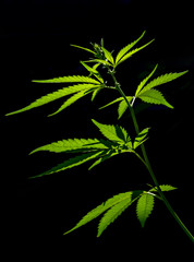 The marijuana plant is isolated on a dark background. The texture of the leaves of cannabis.
