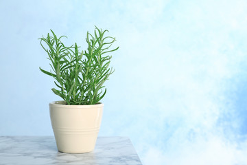 Pot with fresh rosemary on table against color background