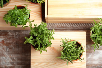 Pots with fresh rosemary on wooden background, top view